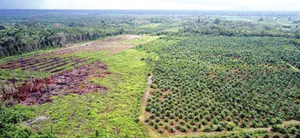 Malaysia, Indonesia urged to work together to boost palm oil usage