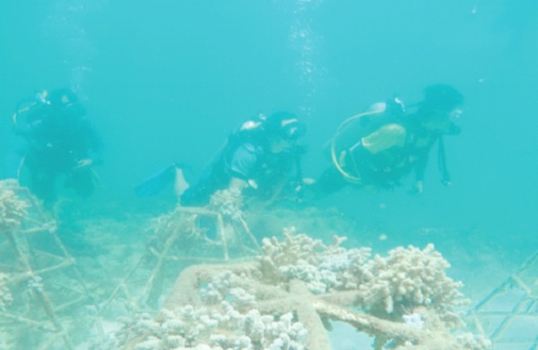 RB monitors  coral growth  in Manukan
