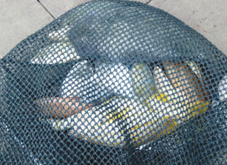 Bombed fish seizure in Semporna