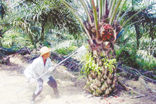Indons still preferred in Sabah's oil palm estates