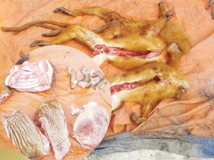 Having wildlife meat: 2 penalised