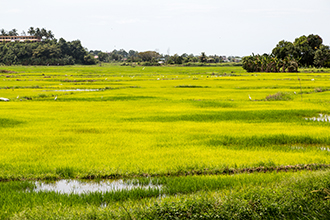 10,000ha in KB to be developed for paddy
