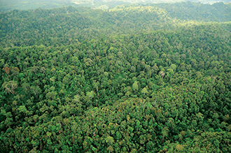 Saving Sabah's forests via certification