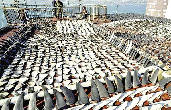 4,000kg suspected shark fins offloaded in M'sia