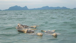 More turtles found dead off Semporna