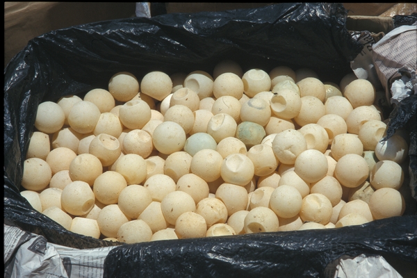 3,400 turtle  eggs seized