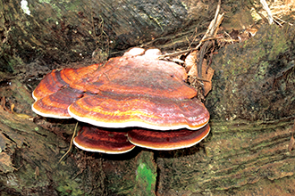 UMS comes up with kit for Ganoderma detection