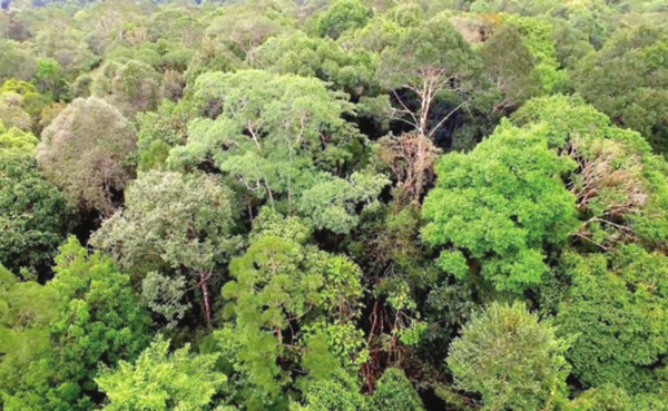 Plantations must increase timber output by 300pc