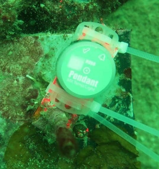 Logger-device deployed at seabed to record daily variation in underwater temperature and light intensity data at the location of Marine Ecology Research Centre, Gaya Island. 