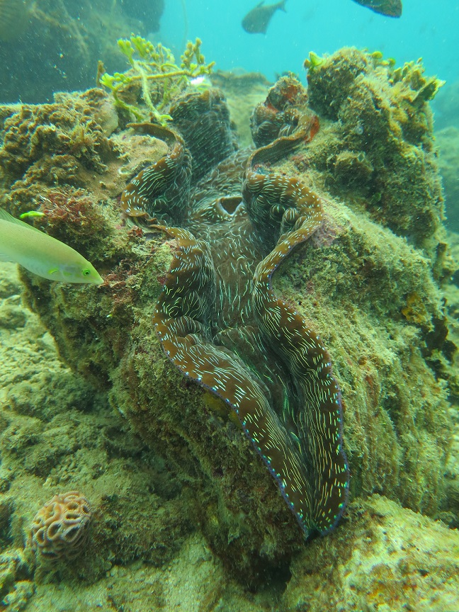 What started it all, Tridacna derasa – one of the stock of 120 mature giant clam broods at the seabed of MERC. 