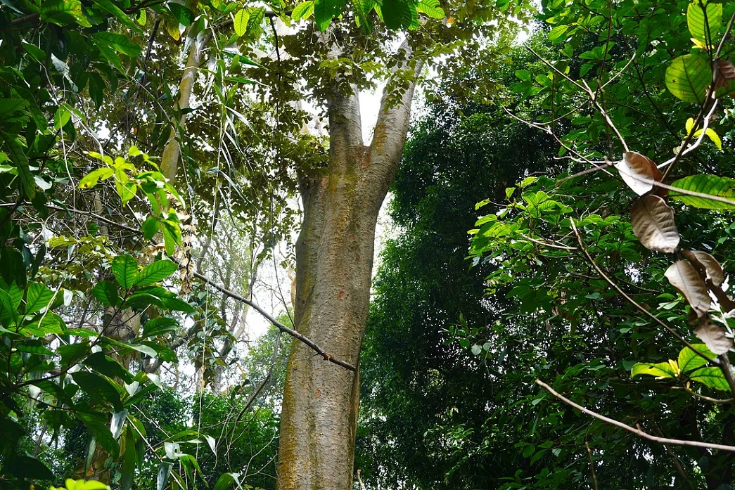 Merbau tree – the clock tower uses long lasting, decay resistant merbau wood. 