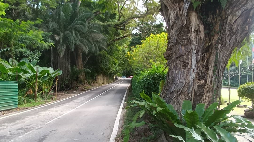 Atkinson Drive – now renamed Jalan Istana – just 100 footsteps away from Atkinson Memorial Clock Tower. Note massive trunk of a very old rain tree on right probably planted during Atkinson’s days.