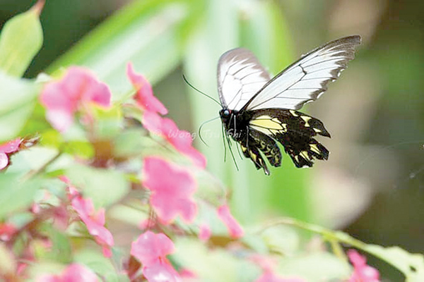 Project to attract elusive large butterfly