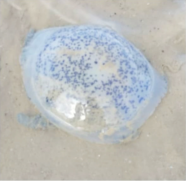 Jellyfish  warning  signs to be  put up in  Tanjung  Aru beach 