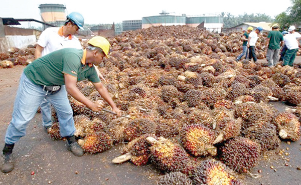 Malaysia blasts EU’s ‘high  risk’ label on palm oil