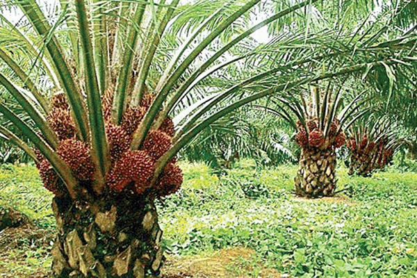 ‘Malaysian palm oil exporters should make Africa new market’