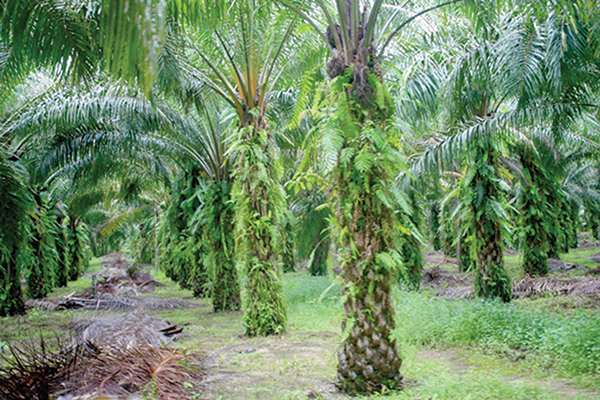 Palm oil extends losses on EU rule, weaker soyoil