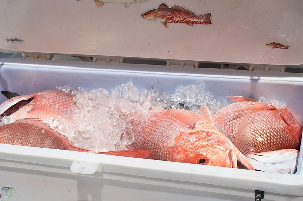 Red snappers  bought from market sicken whole family
