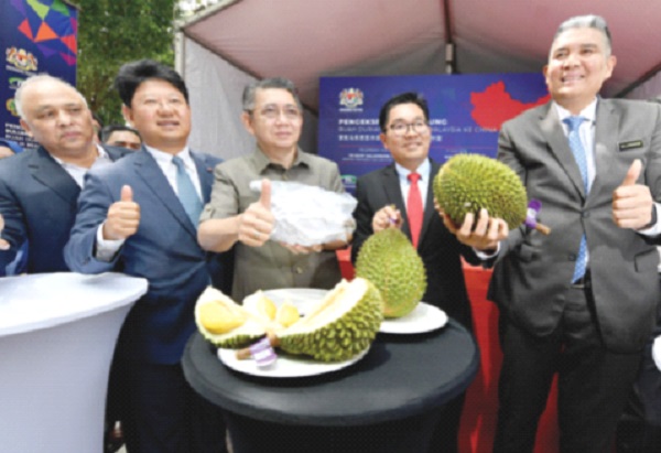 Frozen durian exports to China to  reach 1,000 metric tonnes monthly