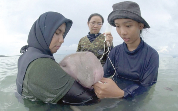 Lost baby dugong attains fame on social media in Thailand