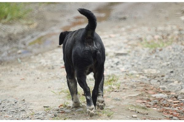 Kehadiran Anjing Liar Di Pekan Tenom Membimbangkan Daily Express