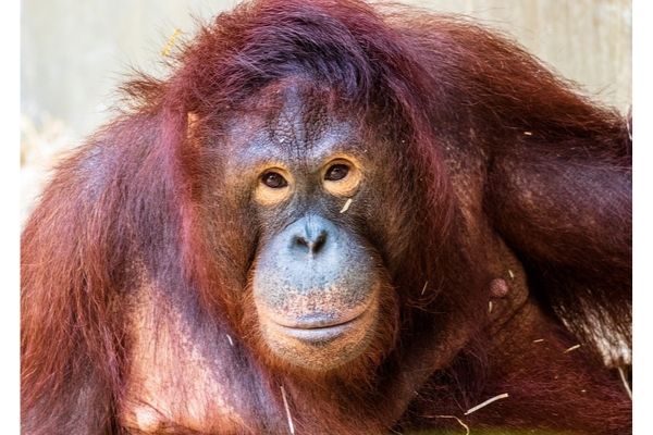 Orangutans could be biggest losers as Indonesia builds capital