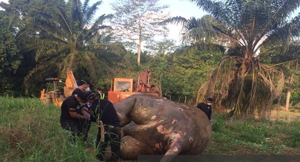 Elephant killing: Felda confirms officer, settlers held