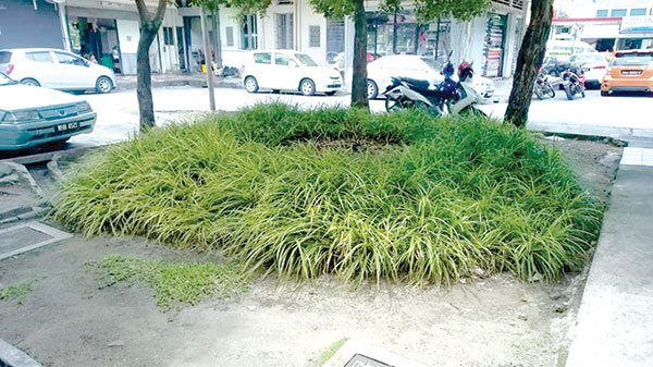 City Hall to consider  replacing Tg Aru plants