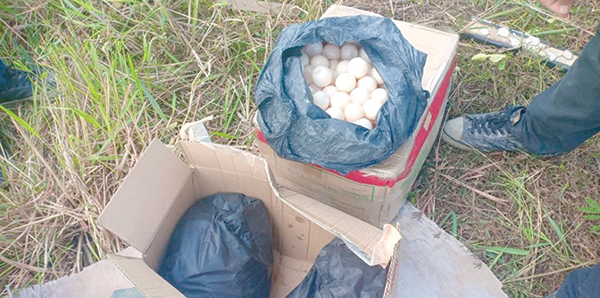 1,000 turtle eggs seized in Sandakan