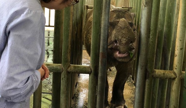 BREAKING: Malaysia's last Sumatran rhino dies