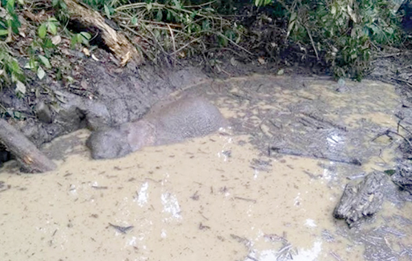 Calf elephant’s drowning makes it 4 deaths in 5 weeks in Sabah