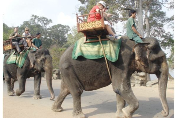 Cambodia to ban elephant  rides at Angkor temples