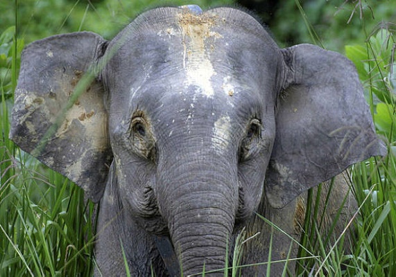 Latest pygmy elephant death due to organ failure, acute poisoning