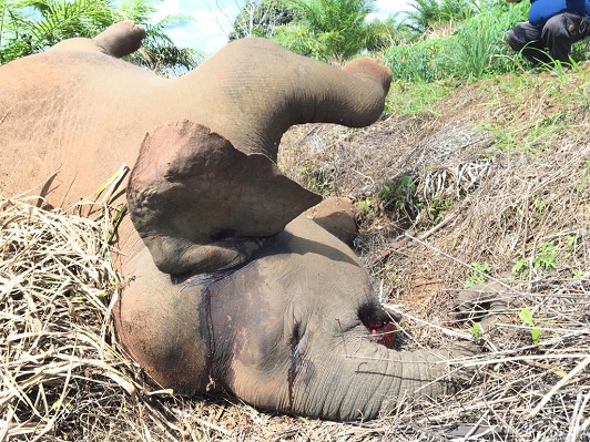 Another pygmy elephant found dead in Lahad Datu