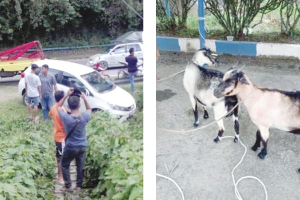 Four suspected goat thieves caught in Kota Belud