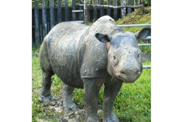 Borneo rhinos known since 1830s