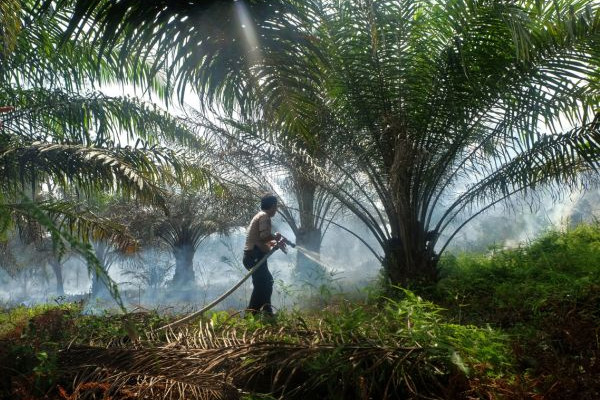 Palm oil-based fats as anti-viral agent to combat coronavirus