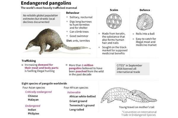Pangolin identified as potential link for virus spread