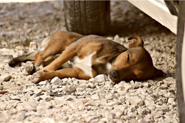 Canines cause nuisance in Kepayan