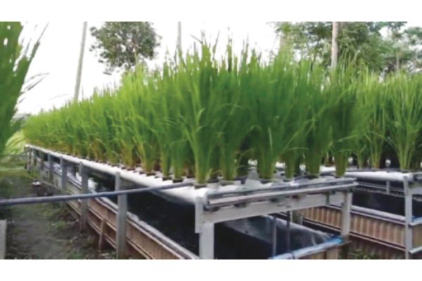 UMS dons suggest growing padi the aquaponic way