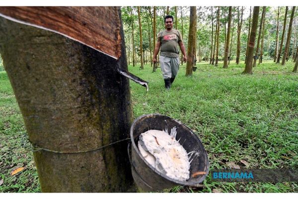 Rubber production incentive activated