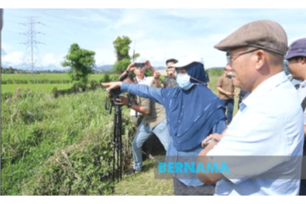 Jelapang padi Kota Belud hasilkan 60 peratus padi Sabah: Kiandee