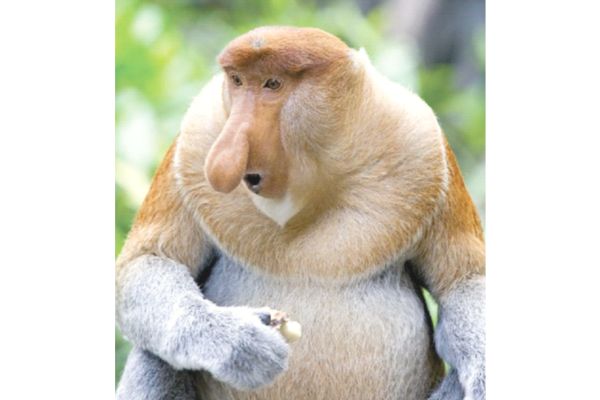 Proboscis Monkey Sanctuary hopes promos attract local tourists