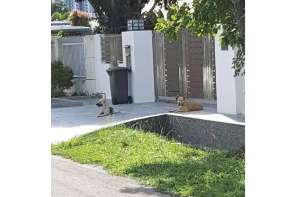 Kepayan residents upset over persistent canine nuisance