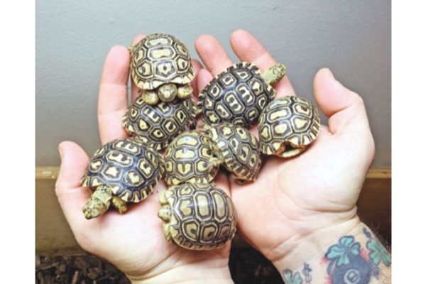 Malaysian jailed over bid to smuggle endangered tortoises into Singapore