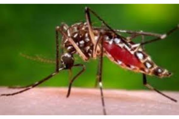 28 people infected with chikungunya in Kulim