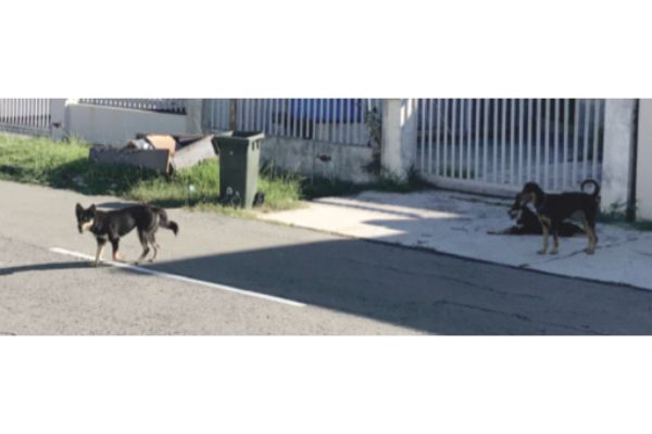 Stray dogs a nuisance in Luyang
