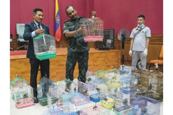 Protected birds worth RM280K rescued in first 9 months