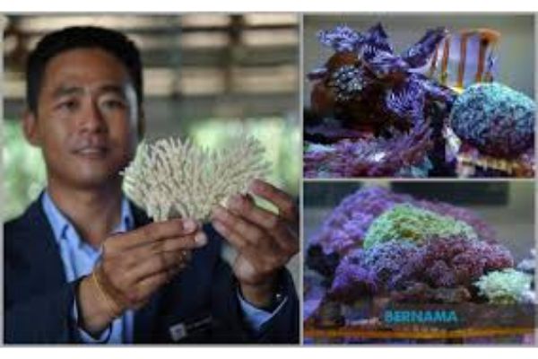 Sunscreen, body lotion  bad for the coral reefs