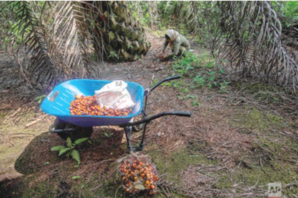 News report harms image of palm oil sector, says body